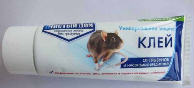 Эффективные способы удаления клея против мышей с разных поверхностей